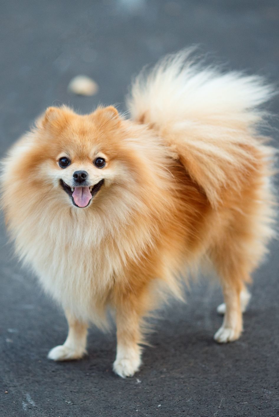 what is the smallest miniature dog breed