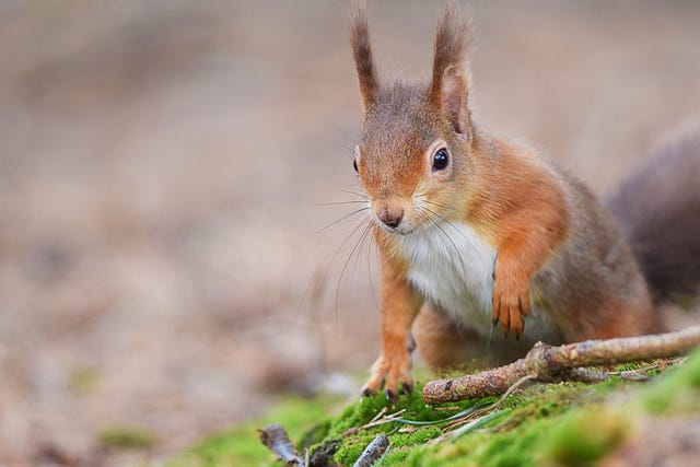 Red Squirrel Wildlife Staycations: 5 Remaining Locations to See The ...