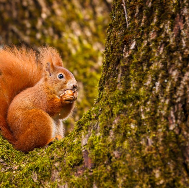 Red Squirrels 5 Ways We Can Help The Endangered Animals