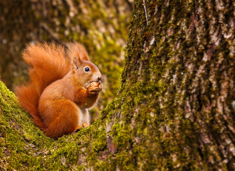 Red Squirrel