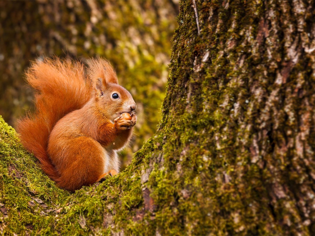 Red Squirrels — 5 Ways We Can Help The Endangered Animals