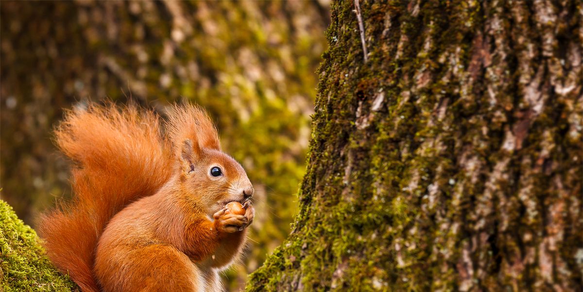 Red Squirrels — 5 Ways Can The Endangered Animals