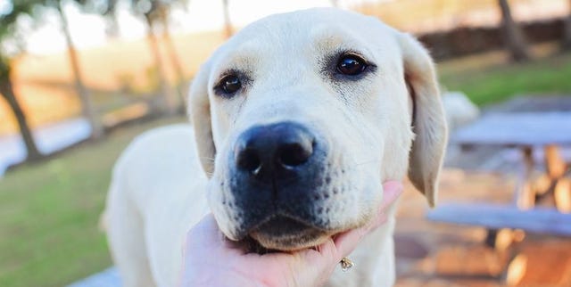105 Best Girl Dog Names Cute Unique Female Puppy Names 105 Best Girl Dog Names Cute Unique Female Puppy Names