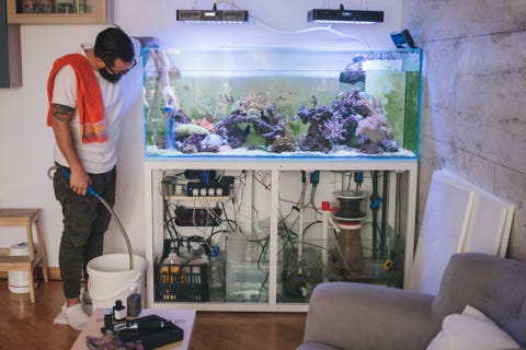 reef tank maintenance