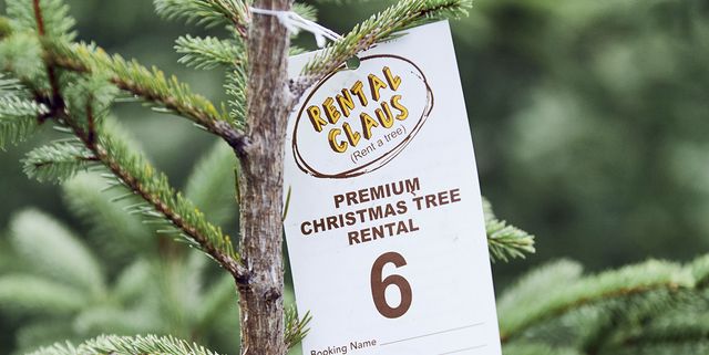 rent a christmas tree  how tree renting works