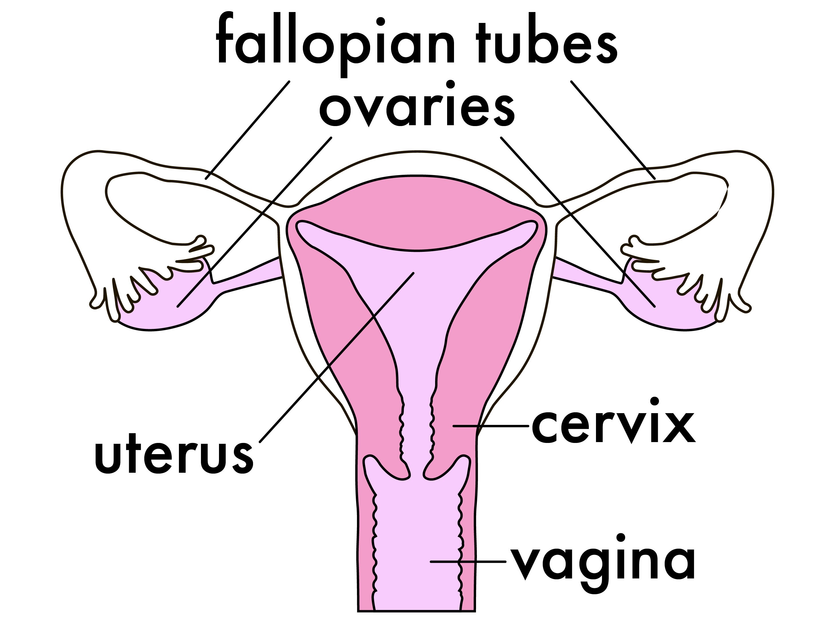 Nariz, Texto, Línea, Órgano, Rosa, Mandíbula, Boca, Cuello, Fuente, Diagrama, 