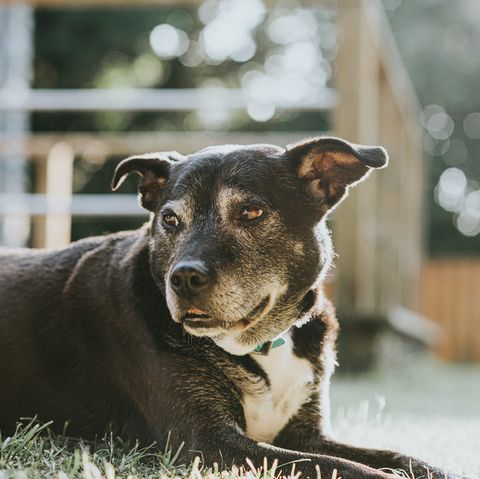 Retrato de un perro negro cruzado Staffordshire Terrier Labrador tirado en el césped en un jardín soleado es un espacio relajado y alerta para la reproducción