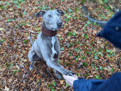rescue dog bronco needs new owners