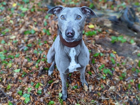 do lurchers need to be muzzled