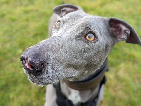 rescue dog bronco needs new owners