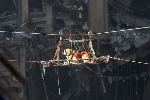 2001年に起きたアメリカ同時多発テロ事件の現場で活躍した救助犬