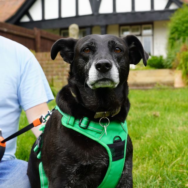 elderly rescue dog has zero adoption viewings in almost a year
