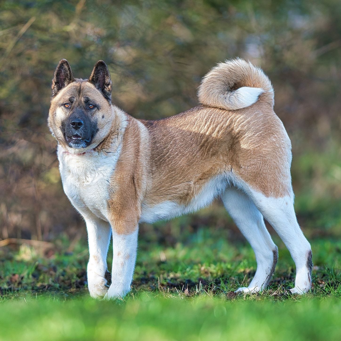 what size collar should i get for my akita puppy