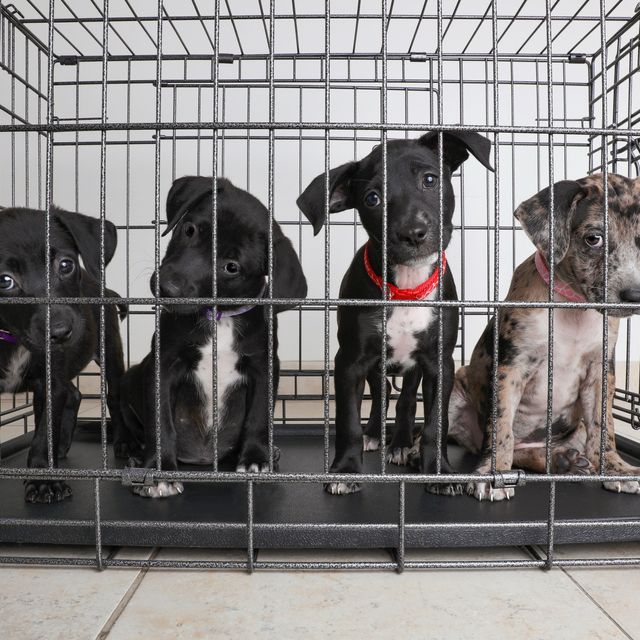 litter of puppies in animal shelter