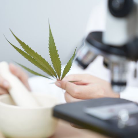 research and analysis cannabis oil extract