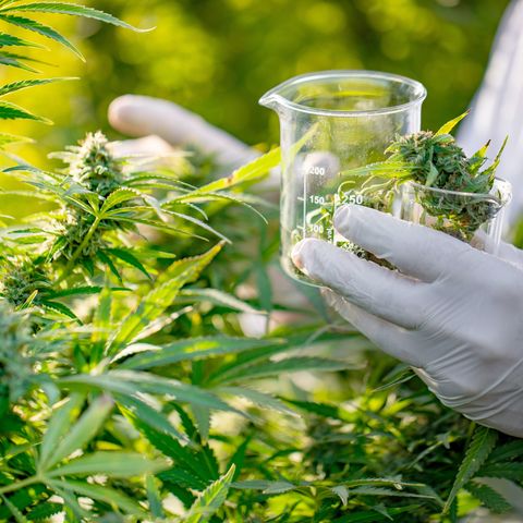 Researcher Taking a Few Cannabis Buds for Scientific Experiment