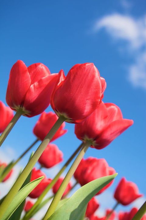 Tulipanes rojos - significados de flores
