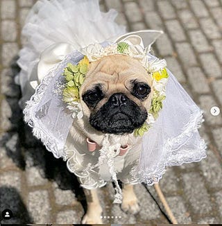 おしゃれなペット婚ならここ 愛犬家花嫁が惚れたおすすめ会場4選 Elle Mariage エル マリアージュ