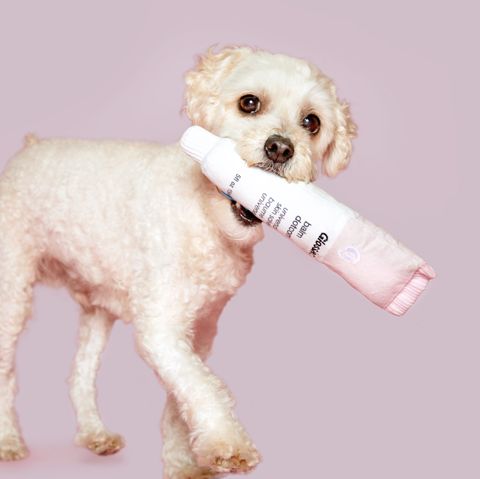 480px x 479px - BARK x Glossier Dog Toys Are So Cute, I Can't Stand It