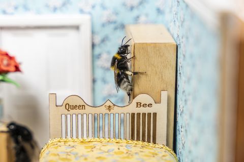 there is a very good reason to start a small retirement home for bees in the UK