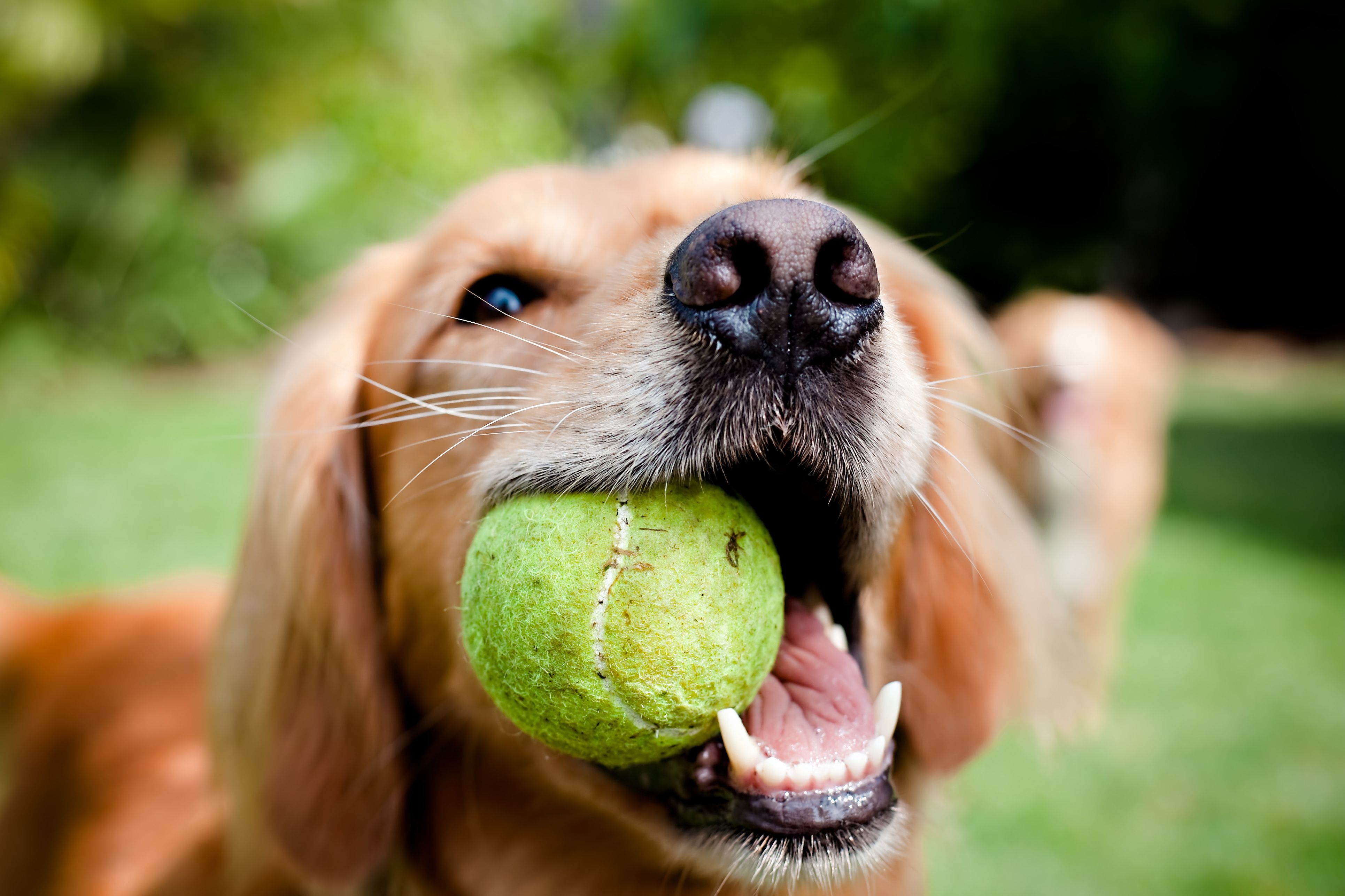 Vet warns long-range ball throwers can damage a dog's joints