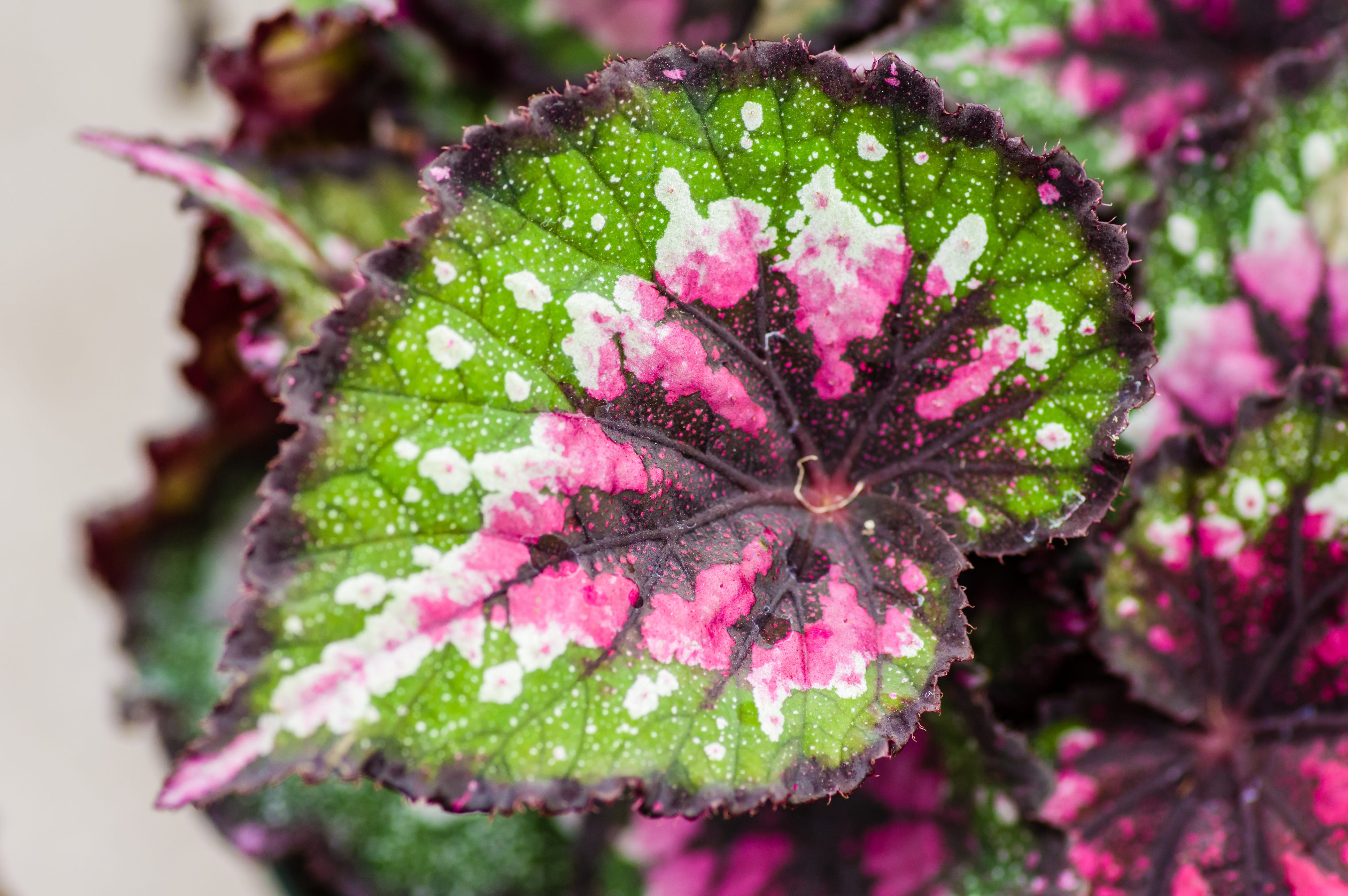 Rex begonia -kasvi, jossa näkyy lehtien yksityiskohtia