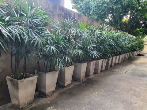 rhapis excelsa, also known as broadleaf lady palm or bamboo palm lined on cement floor at the hotel, thailand