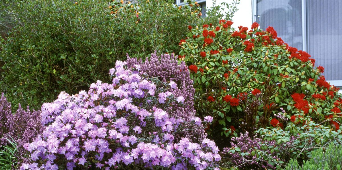 20 Popular Flowering Shrubs Best Blooming Bushes For The Garden