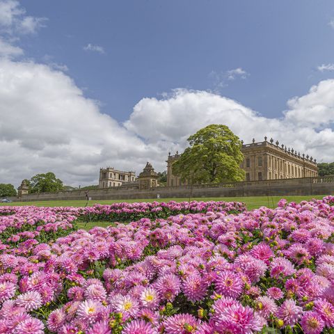 Dazzling Dahlias mass planting with Chatsworth House in the background. RHS Chatsworth Flower Show 2019.