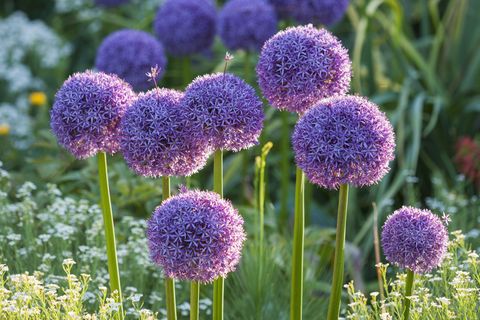 what to plant in november purple allium flowers