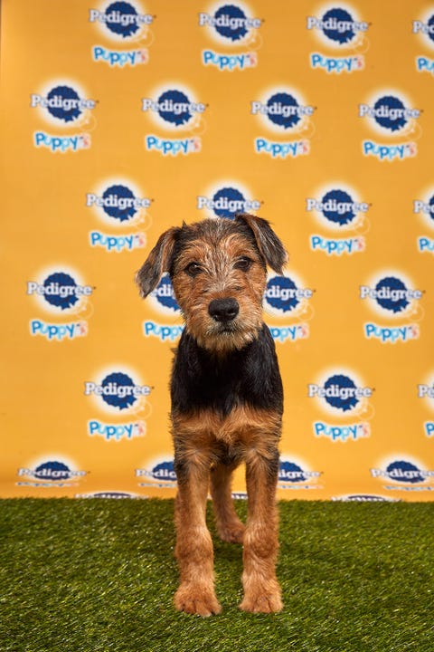 Can you bet on the puppy bowl picks