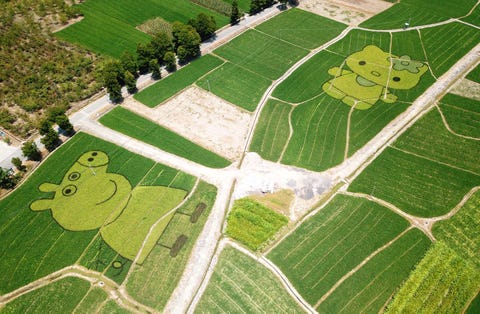 'Peppa Pig' And 'Hello Kitty' Appear In A Rice Field In Huangshan