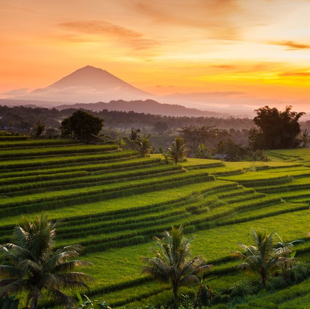 rice terraces at sunrise, bali, indonesia