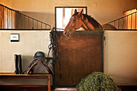 Horse, Stable, Sorrel, Horse tack, Room, Stock photography, Mane, Horse supplies, Mare, Rein, 