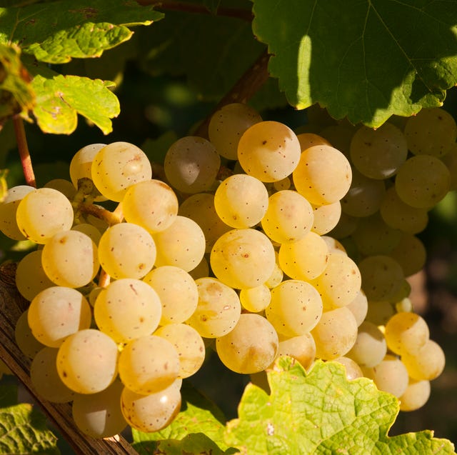 riesling wine grapes on the vine