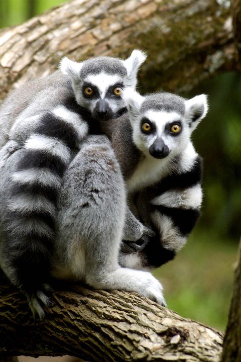 Ring tail lemurs