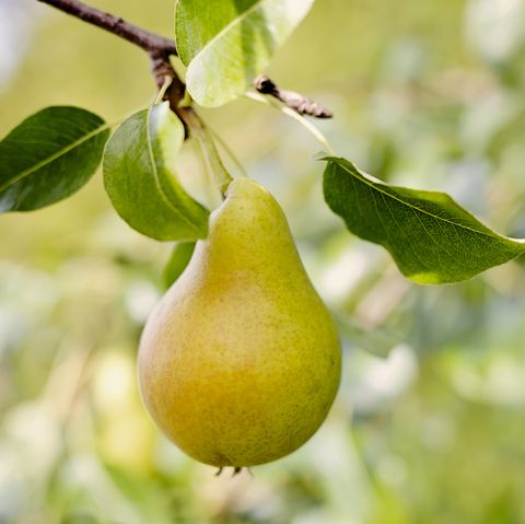 ripe pear on a tree