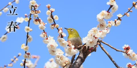 今日の暦をお知らせします 和の暦 立春 はるかぜこおりをとく 如月2月3日 今日から春