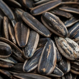 roasted sunflower seeds