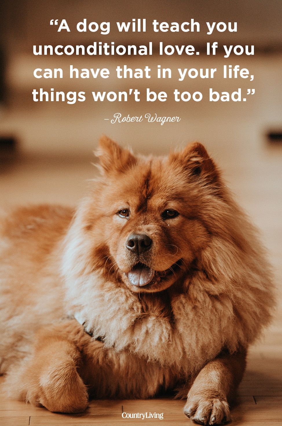 dog love quotes