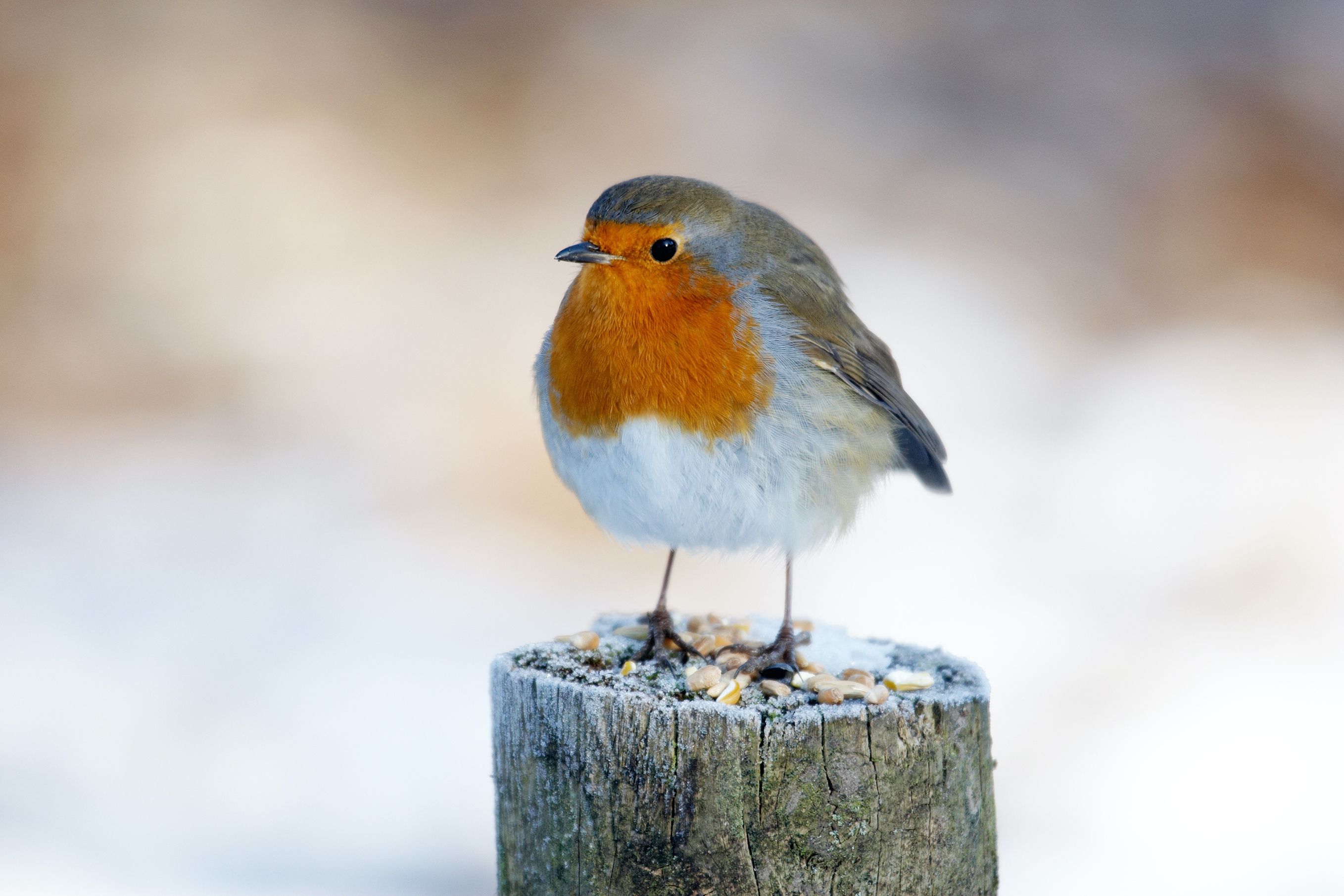 feeding robins in winter