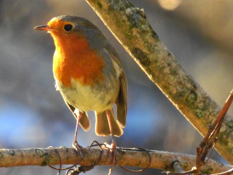 Robin