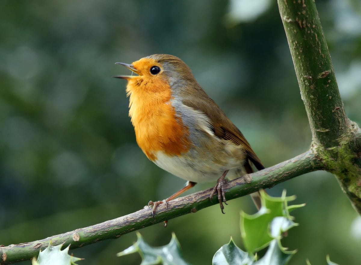 RSPB Play Soundtrack Of Birds Singing On Thursday 17th October