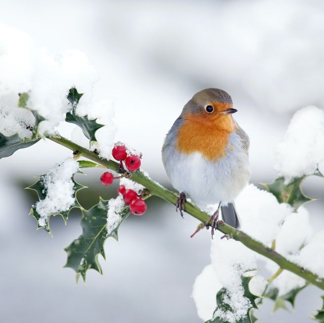 how to make your garden a safe haven for robins this winter