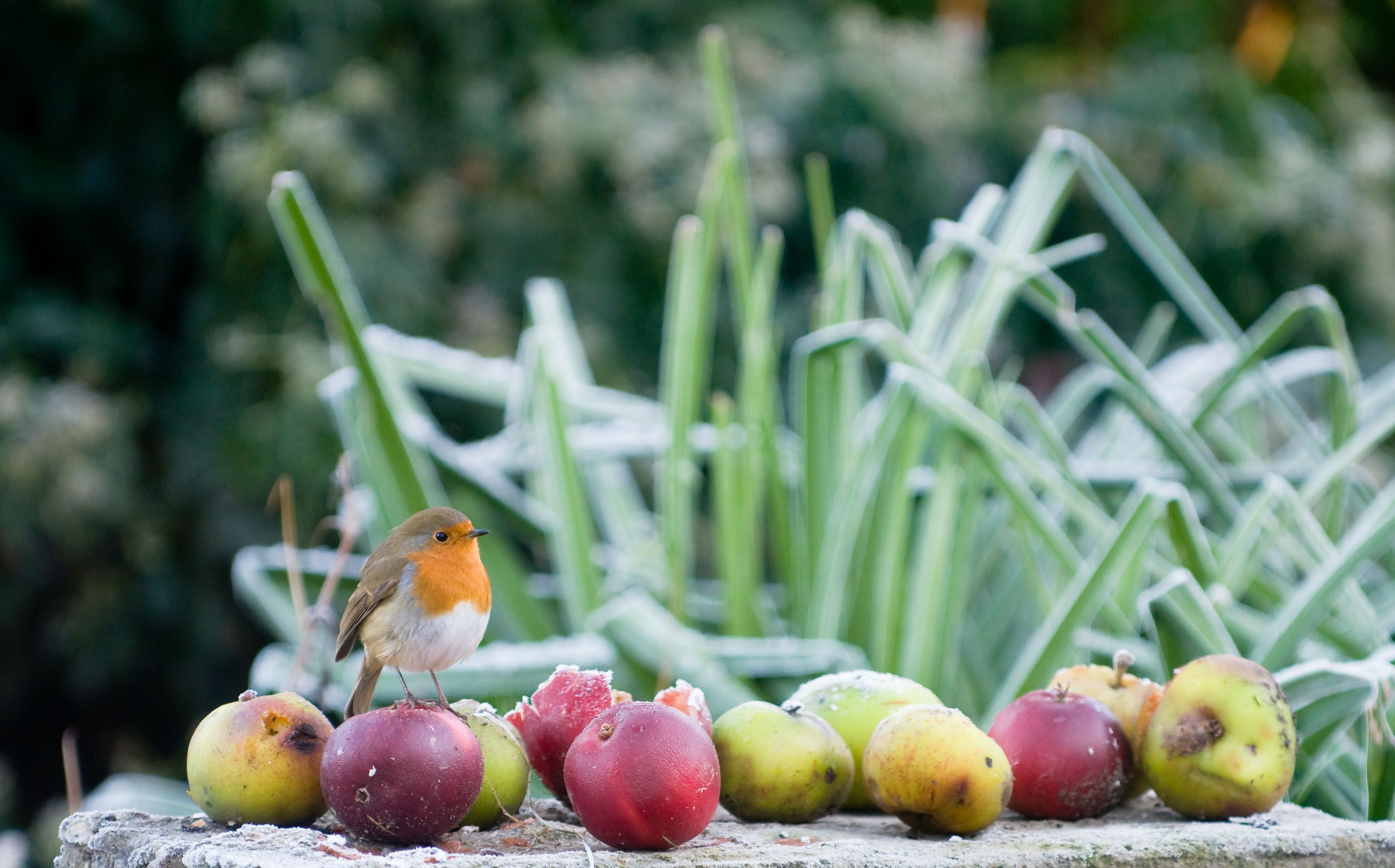 winter robin food