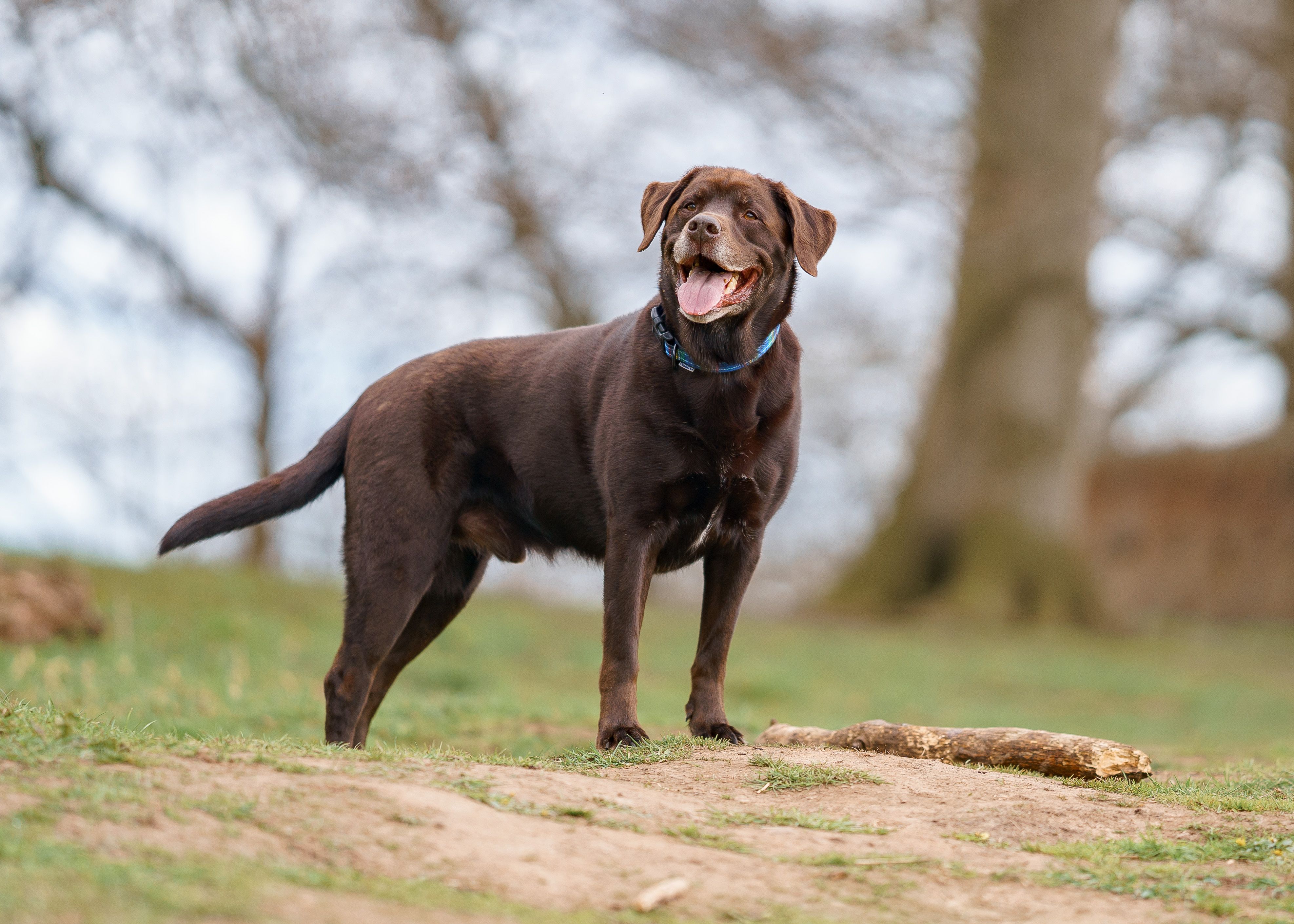 dog brown breed