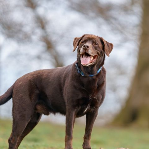 brown dog breeds labrador retriever
