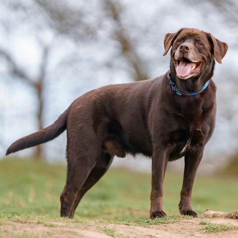 brown dog breeds labrador retriever