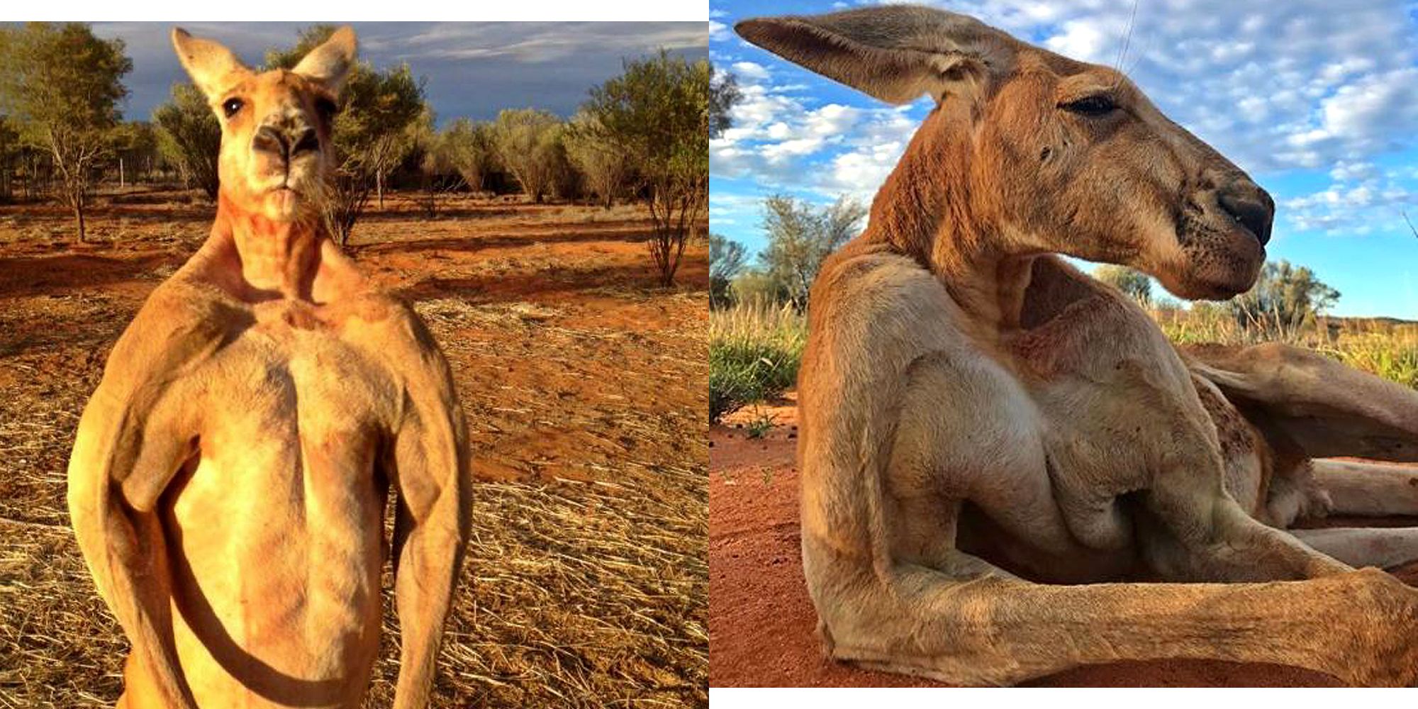 Fastest Jacked Kangaroo.