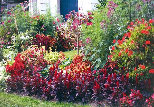 Las mejores flores con color que puedes elegir para tu jardín